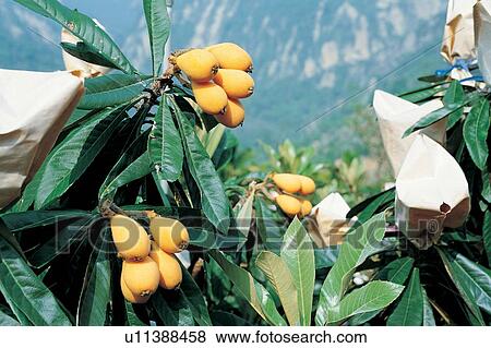 Stock Photo - Healthy Eating, Group Of Objects, Agriculture, High Section, Harvesting, Outdoor. Fotosearch