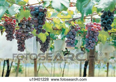 Stock Photo - Leaves, Grove, Farm, Freshness, Red Grape, Agriculture. Fotosearch