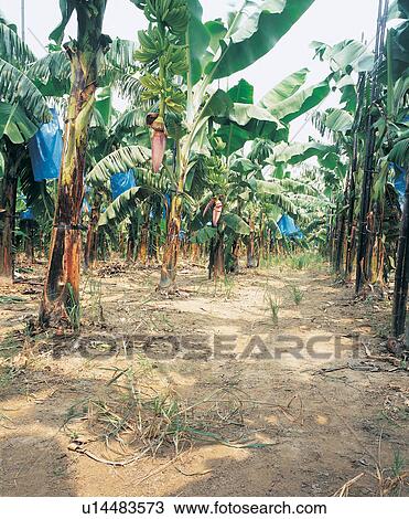 Stock Image - Leaves, Harvesting, Fruits And Drink, Group Of Objects, In A Row, Crop, Abundance. Fotosearch