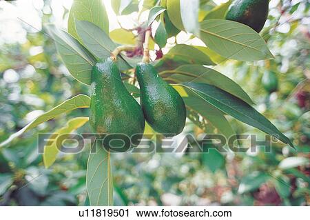 Stock Image - Leaves, Healthy Eating, Growth, Rural Scene, Grove, Abundance. Fotosearch