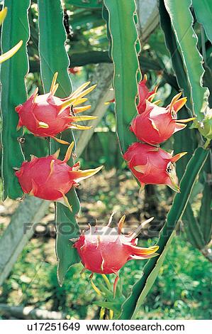 Stock Photo - Nature, Agriculture, Miracle Fruit, Refreshment, Flower, Harvesting. Fotosearch