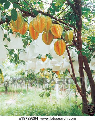 Picture - Nature, Harvesting, Day, Healthy Eating, Farm, Growth, Refreshment. Fotosearch