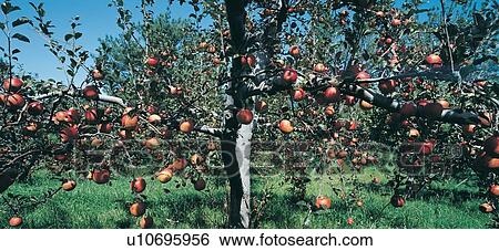 Orchard, Crop, Leaves, Healthy Eating, Refreshment View Large Photo Image Stock Photograph - Orchard, Crop, Leaves, Healthy Eating, Refreshment. Fotosearch