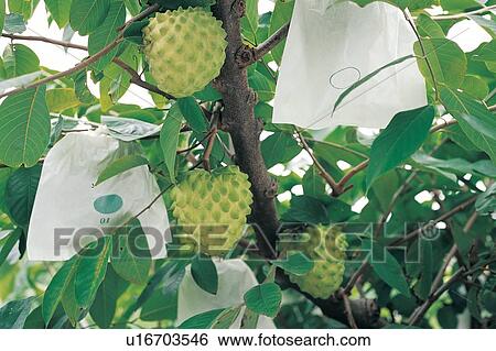 Orchard, Leaves, Cultivated, Scene, Green, Nature View Large Photo Image Stock Photograph - Orchard, Leaves, Cultivated, Scene, Green, Nature. Fotosearch