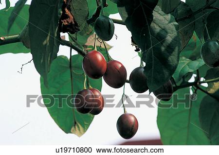 Stock Image - Orchard, Outdoor, Growth, Day, The World of Fruit, Cultivated. Fotosearch