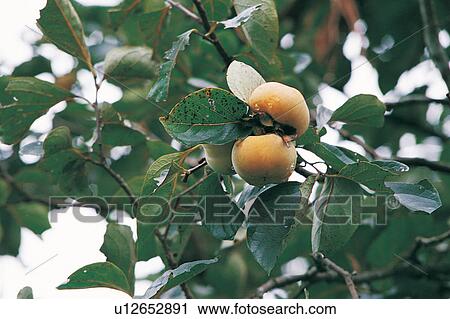 Orchard, Rural Scene, Crop, Day, Close-Up, Agriculture View Large Photo Image Stock Image - Orchard, Rural Scene, Crop, Day, Close-Up, Agriculture. Fotosearch