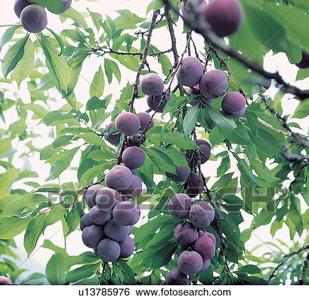 Organic, Grove, Group Of Objects, Branch, Day, Agriculture, Refreshment View Large Photo Image Stock Photograph - Organic, Grove, Group Of Objects, Branch, Day, Agriculture, Refreshment. Fotosearch