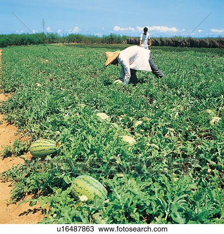 Stock Image - Organic, Rural Scene, Sunlight, Gourd Family, Refreshment, Landscape, Water Melon. Fotosearch
