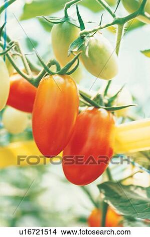 Outdoor, Group Of Objects, Farm, Organic, Tomato, The World of Fruit View Large Photo Image Picture - Outdoor, Group Of Objects, Farm, Organic, Tomato, The World of Fruit. Fotosearch