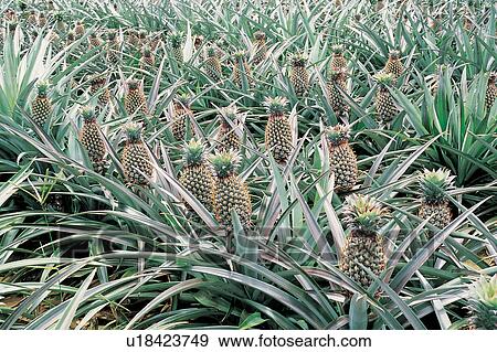 Plantation, Day, Healthy Eating, Ripe, Agriculture, Harvesting, Close-Up View Large Photo Image Stock Photo - Plantation, Day, Healthy Eating, Ripe, Agriculture, Harvesting, Close-Up. Fotosearch