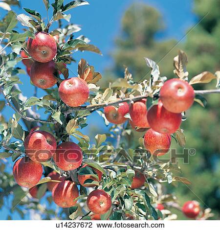 Stock Image - Refreshment, Crop, Freshness, Growth, Abundance, The World of Fruit, Square. Fotosearch
