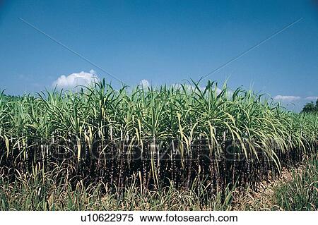 Stock Photography - Refreshment, Day, Agriculture, The World of Fruit, Abundance. Fotosearch