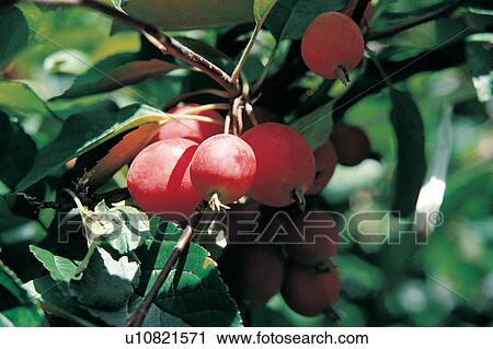 Refreshment, Outdoor, Sunlight, Day, Hanging, Growth, Focus On Foreground View Large Photo Image Stock Image - Refreshment, Outdoor, Sunlight, Day, Hanging, Growth, Focus On Foreground. Fotosearch