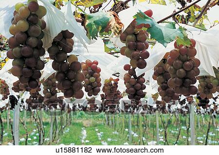 Stock Image - Rural Scene, Close-Up, Agriculture, Day, Vine, Fruits And Drink, The World of Fruit. Fotosearch