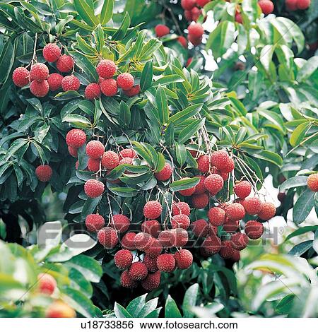 Stock Photograph - Rural Scene, Crop, Abundance, Sunlight, Branch, Farm. Fotosearch