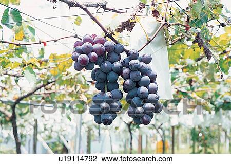 Sunlight, Healthy Eating, Vineyard, Abundance, Growth, Agriculture View Large Photo Image Stock Image - Sunlight, Healthy Eating, Vineyard, Abundance, Growth, Agriculture. Fotosearch