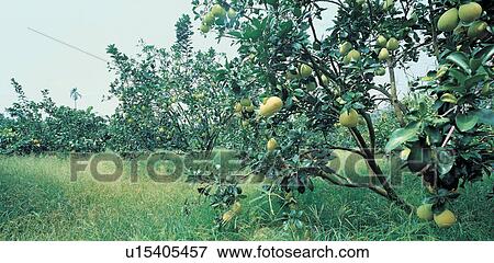 Stock Photo - The World of Fruit, Close-Up, Freshness, Cultivated, Outdoor. Fotosearch