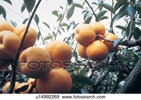 The World of Fruit, Rural Scene, Freshness, Abundance, Group Of Objects, Outdoor View Large Photo Image Stock Photo - The World of Fruit, Rural Scene, Freshness, Abundance, Group Of Objects, Outdoor. Fotosearch