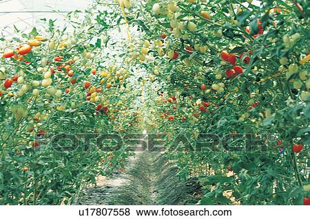 Stock Photo - Vegetable, Rural Scene, Harvesting, Sunlight, Tomato Plant, Healthy Eating, Fruits And Drink. Fotosearch