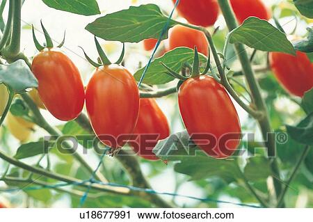 Stock Image - Vegetable, Vine, Vibrant Color, Farm, Tomato Plant, Agriculture, Healthy Eating. Fotosearch