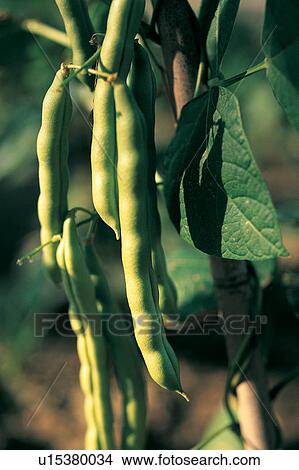 Bean, Cultivated, Fruit, The Natural World, Rural Scene, Agriculture View Large Photo Image Picture - Bean, Cultivated, Fruit, The Natural World, Rural Scene, Agriculture. Fotosearch