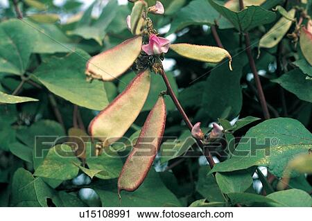 Stock Image - Bean, Vine, Outdoor, Harvesting, Vegetables. Fotosearch