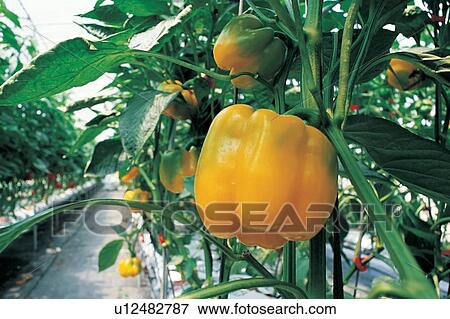 Stock Photo - Bell Pepper, Close-Up, Cultivated, Day. Fotosearch