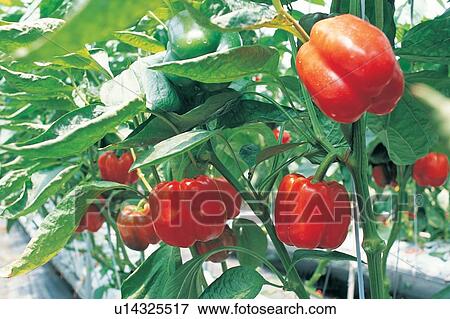 Stock Photo - Bell Pepper, Close-Up, Cultivated, Day, Group Of Objects. Fotosearch
