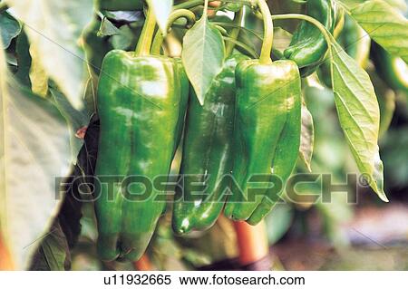 Stock Photography - Bell Pepper, Close-Up, Cultivated, Day, Focus On Foreground. Fotosearch