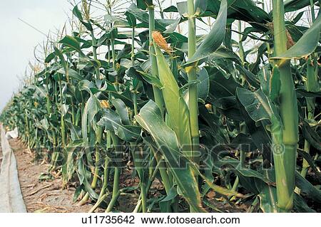 Stock Image - Botany, Growth, Corn, Cultivated, Agriculture. Fotosearch