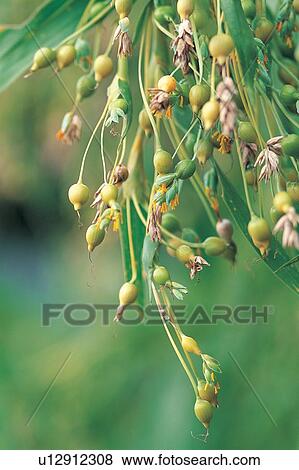 Branch, Plant, Nature, Vegetables, Food And Drink View Large Photo Image Stock Photo - Branch, Plant, Nature, Vegetables, Food And Drink. Fotosearch