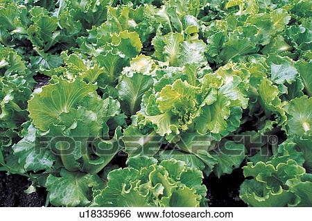 Cabbage, Close-Up, Crop, Cultivated, Field View Large Photo Image Stock Photograph - Cabbage, Close-Up, Crop, Cultivated, Field. Fotosearch
