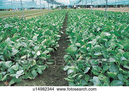 Picture - Cabbage, Cultivated, Day, Field, Food. Fotosearch