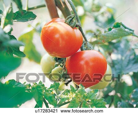 Stock Image - Close-Up, Cultivated, Day, Farm, Food. Fotosearch