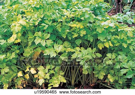Stock Photography - Close-Up, Cultivated, Day, Green. Fotosearch