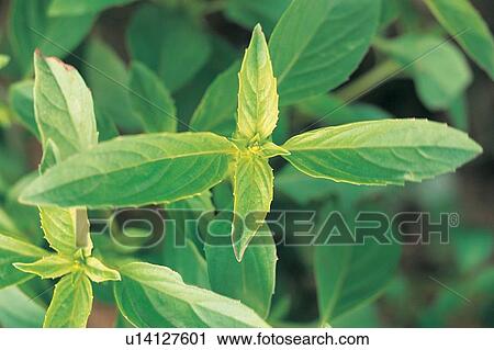 Stock Image - Close-Up, Cultivated, Green, Herb. Fotosearch