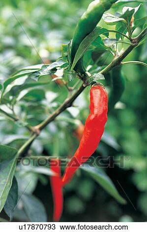 Close-Up, Food And Drink, Cayenne, Group Of Objects, Vegetables, Nature View Large Photo Image Stock Image - Close-Up, Food And Drink, Cayenne, Group Of Objects, Vegetables, Nature. Fotosearch