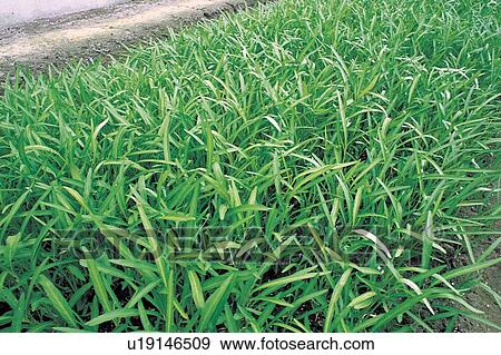 Stock Photo - Corn, Corn Crop, Corn On The Cob, Crop, Cultivated. Fotosearch