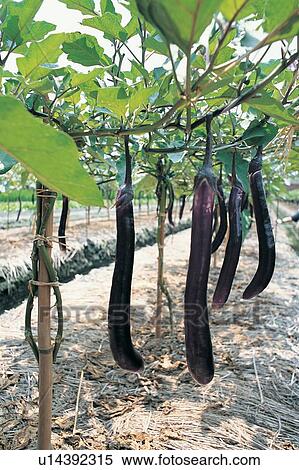 Crop, Cultivated, Day, Eggplant, Harvesting View Large Photo Image Stock Photography - Crop, Cultivated, Day, Eggplant, Harvesting. Fotosearch