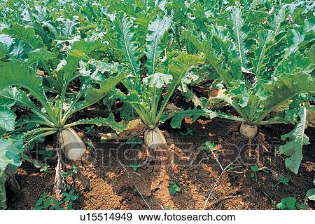 Stock Photo - Crop, Cultivated, Day, Farm, Field. Fotosearch