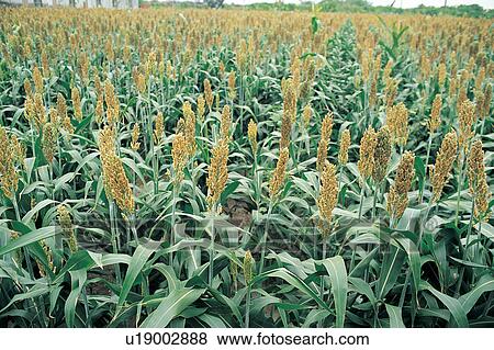 Stock Photo - Crop, Cultivated, Day, Farm, Field. Fotosearch
