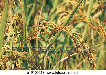 Stock Photo - Crop, Cultivated, Day, Farm, Field. Fotosearch
