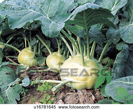Crop, Cultivated, Farm, Green View Large Photo Image Stock Photography - Crop, Cultivated, Farm, Green. Fotosearch