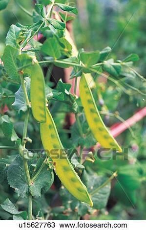 Stock Image - Cultivated, Day, Farm, Focus On Foreground, Food. Fotosearch
