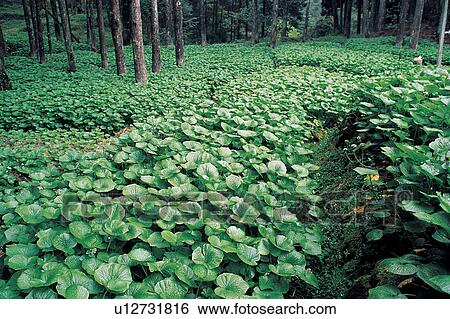 Stock Photograph - Cultivated, Day, Farm, Green. Fotosearch