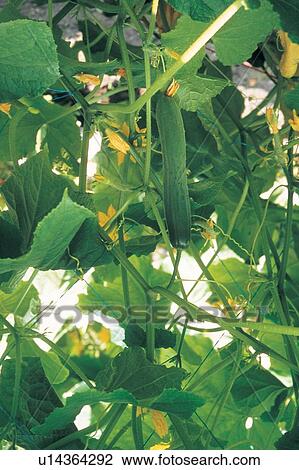 Stock Image - Cultivated, Day, Gourd, Gourd Family, Green. Fotosearch