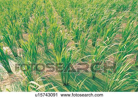 Cultivated, Green, Rice Paddy, Lush Foliage View Large Photo Image Stock Image - Cultivated, Green, Rice Paddy, Lush Foliage. Fotosearch