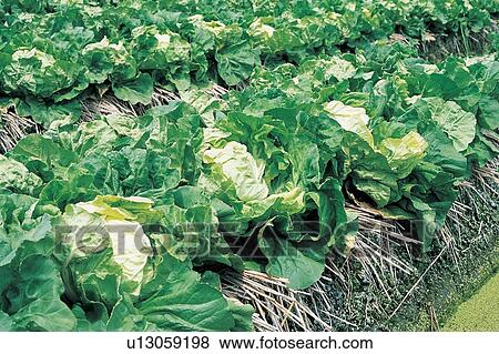 Stock Photo - Cultivated, Green, Vegetable, Harvesting, Outdoor, Rural Scene. Fotosearch