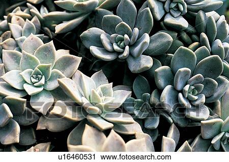 Cultivated, Outdoor, Day, Harvesting, Natural Pattern View Large Photo Image Stock Image - Cultivated, Outdoor, Day, Harvesting, Natural Pattern. Fotosearch