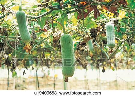 Stock Photo - Day, Food And Drink, Large Group Of Objects, Green, Cultivated, Rural Scene. Fotosearch
